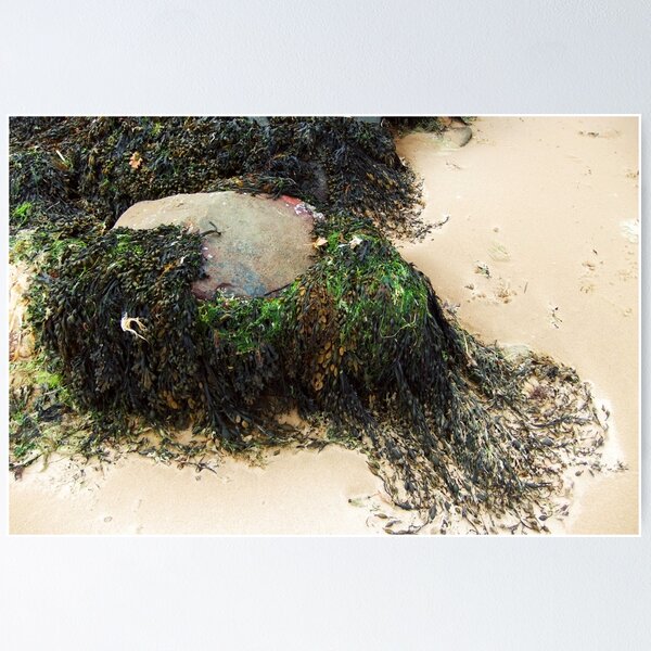 Item preview, Seaweed designed and sold by Agnes McGuinness.