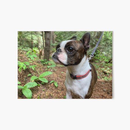 Item preview, Boston Terrier hiking designed and sold by Courtney Carpenter.