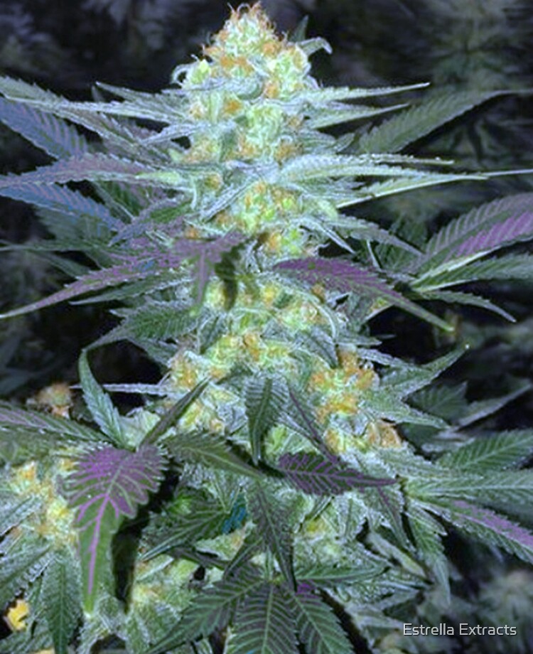 Hippy Pretty Marijuana Plant Leaves Ipad Case Skin By Sornoran4 Redbubble