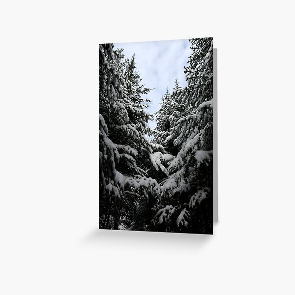 Northern woods, light and dark Greeting Card