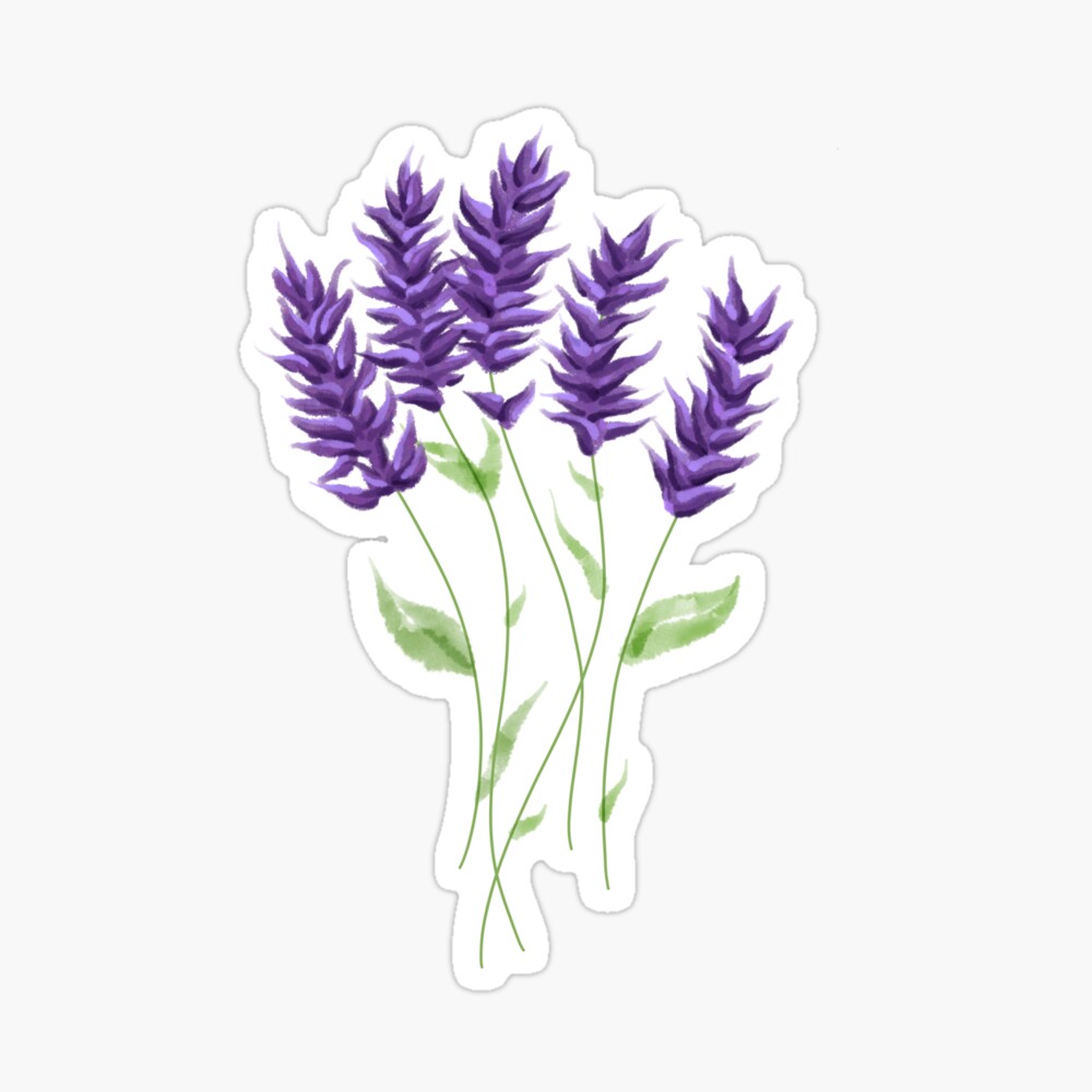 Bouquet of Lavender Flowers. Hand drawn watercolor illustration of Provence  herbs on isolated background. Drawing for greeting cards or wedding  invitations. Floral sketch for aromatherapy or medicine 27162830 Vector Art  at Vecteezy