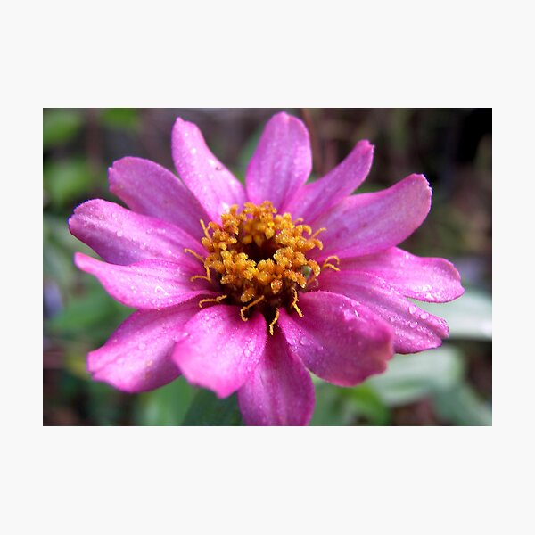 Dew Photographic Print