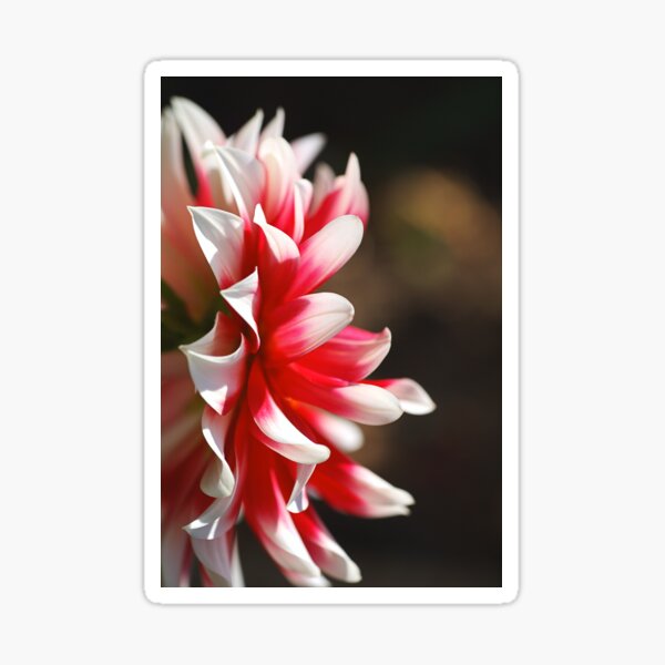 Item preview, Dahlia Flowers Night designed and sold by Joy Watson - Natural Light Photography .