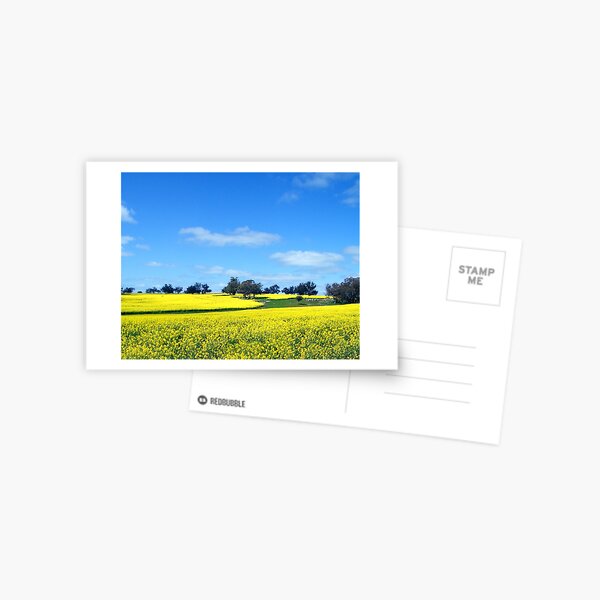 Spring Canola Field - Kojonup, WA Postcard