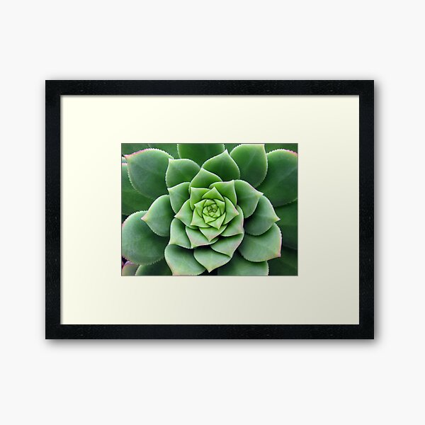 Natural spiral - Echiveria dondo Framed Art Print