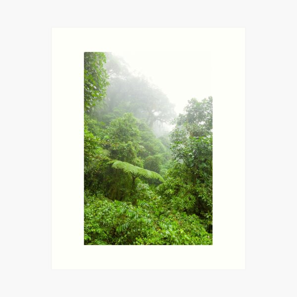 Misty rainforest in Monteverde cloud forest reserve Art Print