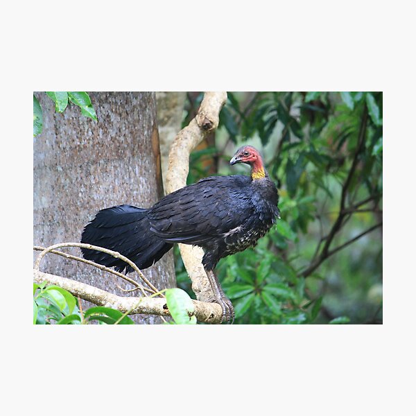 Australian Brush Turkey Photographic Print
