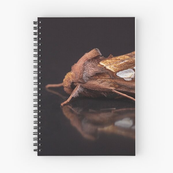 Item preview, Gold Spot Moth Portrait designed and sold by Dan Newton.