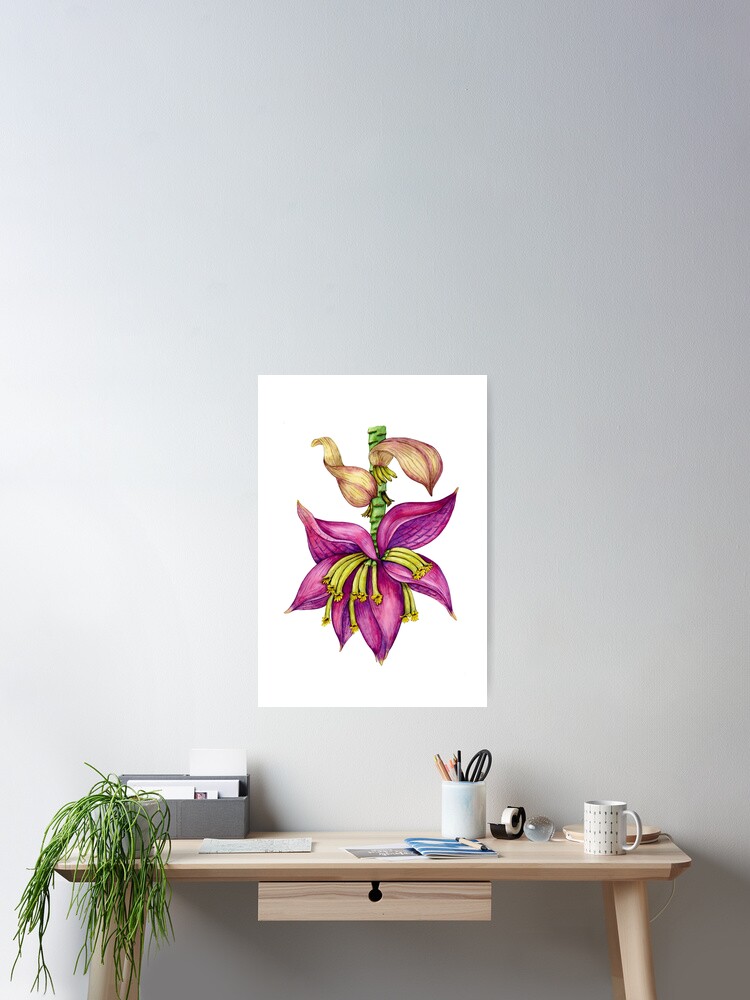 Poster Illustration De Fleur De Bananier Vintage Botanique Inflorescence De Banane Exotique Aquarelle Dessinee A La Main Photo Ensoleillee Lumineuse De Fleur De Bananier Tropical Rose Et Rouge Par Nieriss Redbubble Poster Illustration De Fleur De Bananier Vintage Botanique Inflorescence De Banane Exotique Aquarelle Dessinee A La Main Photo Ensoleillee Lumineuse De Fleur De Bananier Tropical Rose Et Rouge Par Nieriss Redbubble