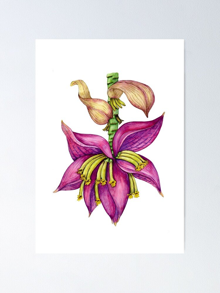Poster Illustration De Fleur De Bananier Vintage Botanique Inflorescence De Banane Exotique Aquarelle Dessinee A La Main Photo Ensoleillee Lumineuse De Fleur De Bananier Tropical Rose Et Rouge Par Nieriss Redbubble Poster Illustration De Fleur De Bananier Vintage Botanique Inflorescence De Banane Exotique Aquarelle Dessinee A La Main Photo Ensoleillee Lumineuse De Fleur De Bananier Tropical Rose Et Rouge Par Nieriss Redbubble