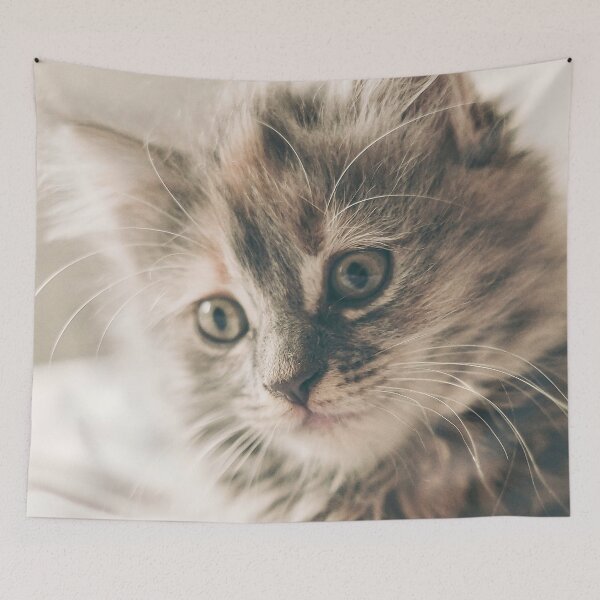 Item preview, kitten designed and sold by wolfgangrainer.