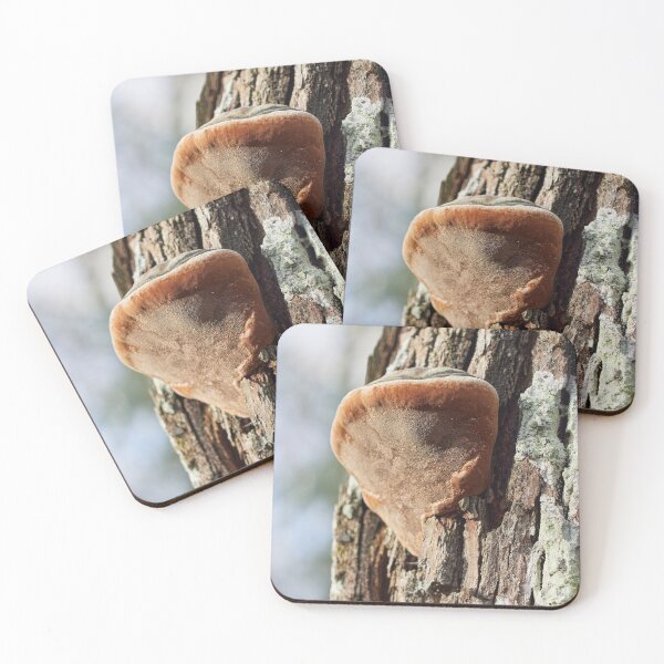 Item preview, Tinder fungus up there designed and sold by Jouko Lehto Photography.