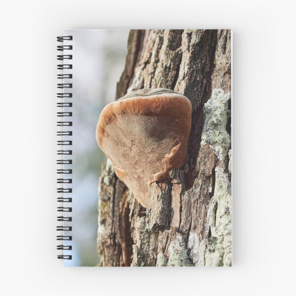 Item preview, Tinder fungus up there designed and sold by Jouko Lehto Photography.