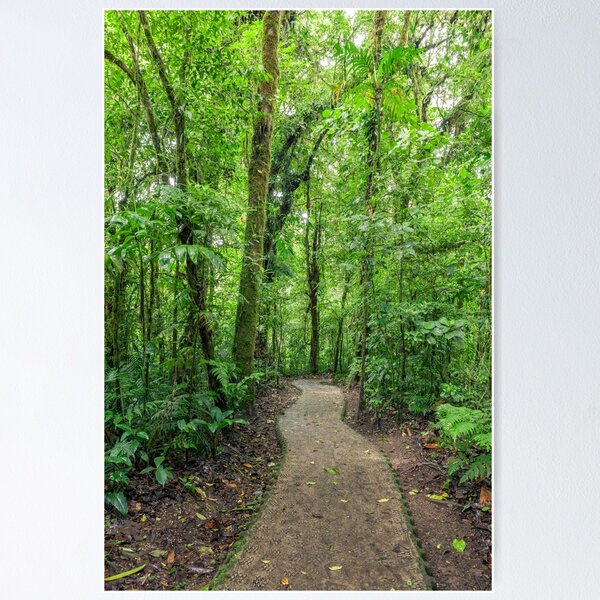Item preview, Path in Monteverde cloud forest Costa Rica designed and sold by Juhku.