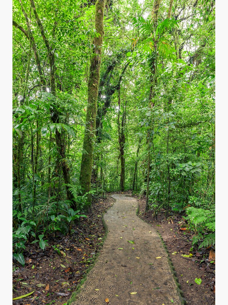 Path in Monteverde cloud forest Costa Rica by Juhku