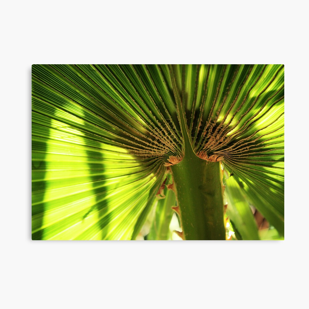 Autumn Garden 3 Canvas Print