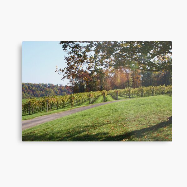 GRAPE ARBOR IN OCTOBER Metal Print