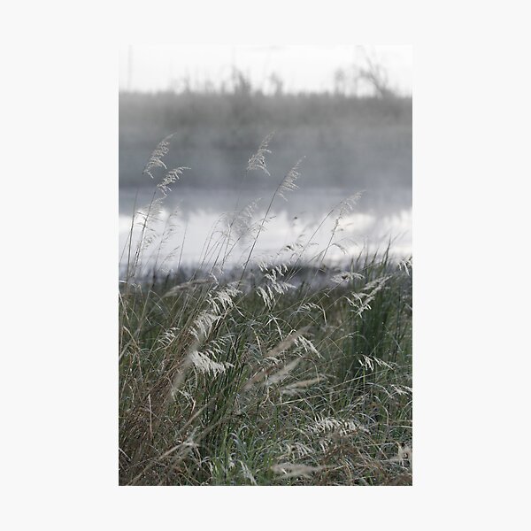 Grey Grassy Morning Photographic Print