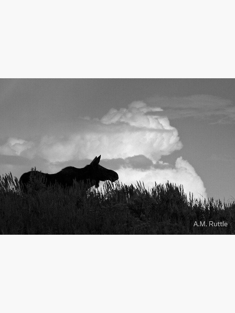 Looking For Her Beau by annruttle