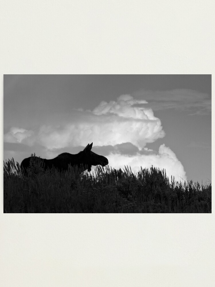 Alternate view of Looking For Her Beau Photographic Print