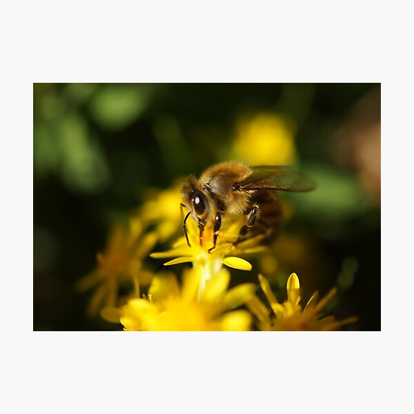 Honey Bee Photographic Print