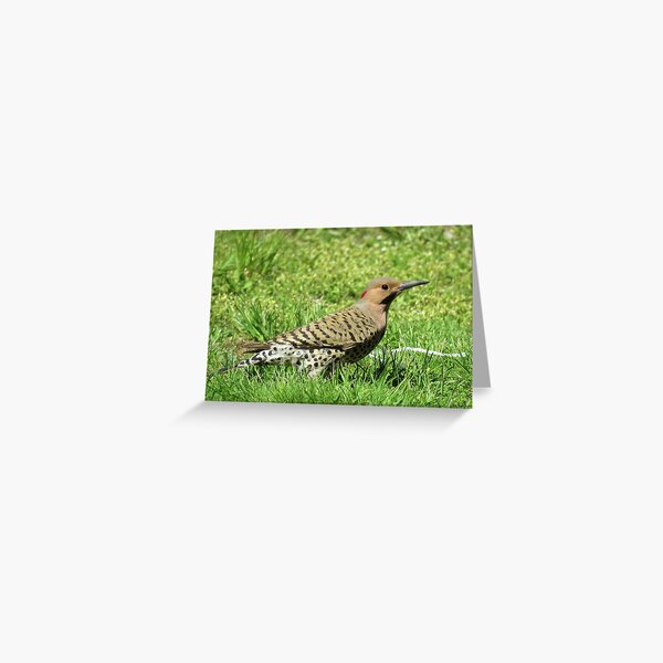 Common Flicker Woodpecker Greeting Card