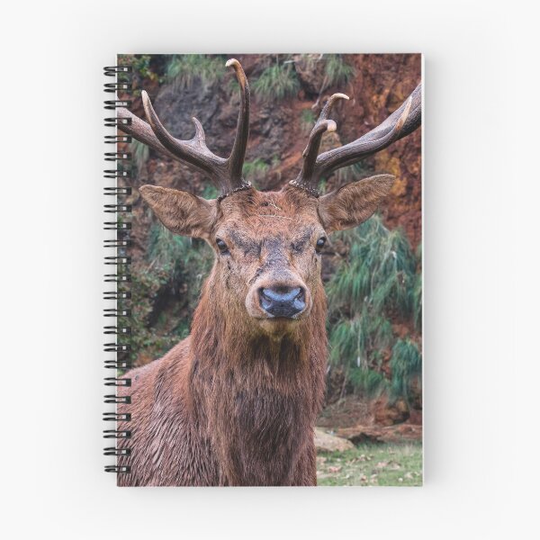 Item preview, Proud red deer designed and sold by wolfgangrainer.