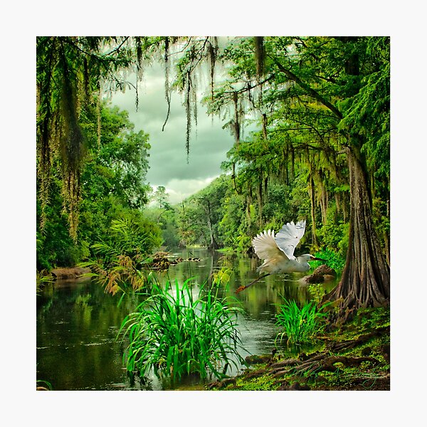 Item preview, Withlacoochee River Dreaming designed and sold by Miles Moody.