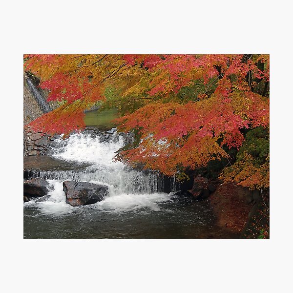 Item preview, Fall leaves over the river in Kurokawa Japan designed and sold by cuisinecat2.