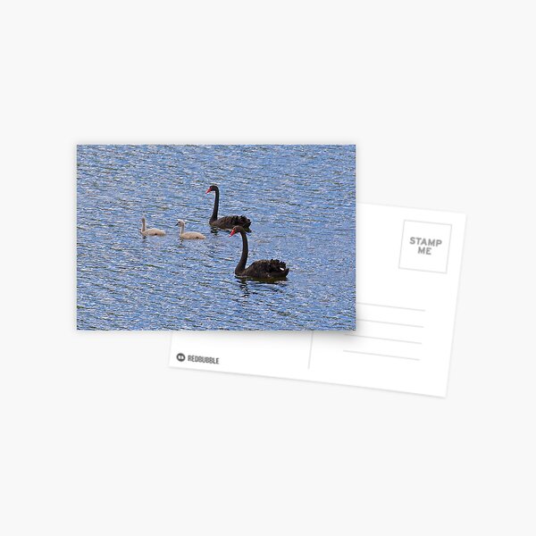 Item preview, WATERFOWL ~ Black Swan T9RVP49B by David Irwin designed and sold by tasmanianartist.