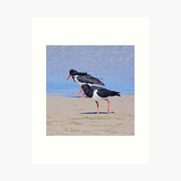 Item preview, SHOREBIRD ~ Pied Oystercatcher hW72sWhJ by David Irwin designed and sold by tasmanianartist.