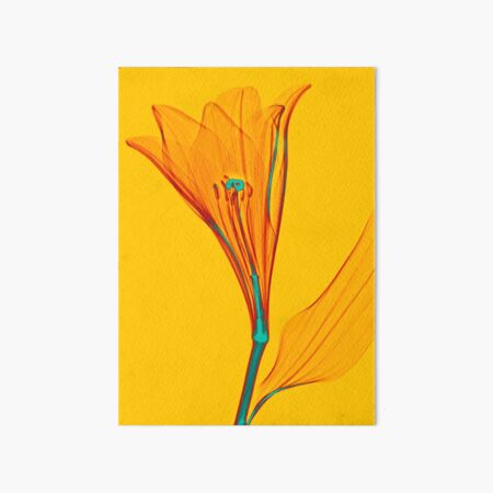 Durchleuchtete Lilienblüte Galeriedruck