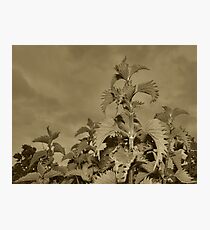 Nettle Photographic Print