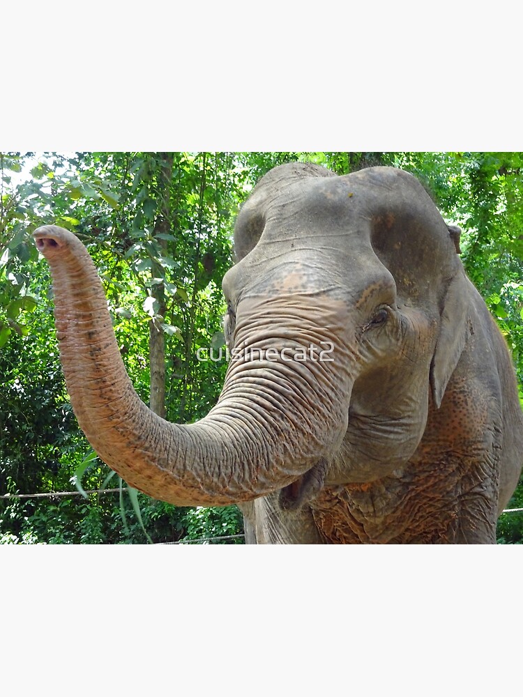 Thumbnail 3 of 3, Photographic Print, Indian Elephant at a sanctuary in Thailand designed and sold by cuisinecat2.