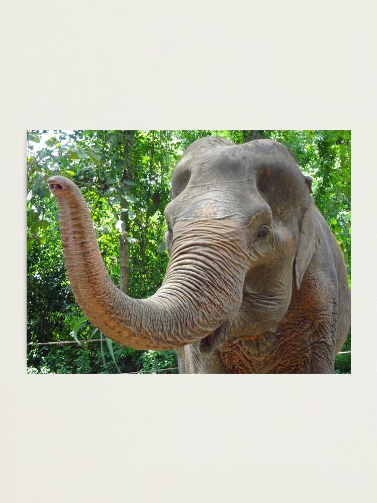 Thumbnail 2 of 3, Photographic Print, Indian Elephant at a sanctuary in Thailand designed and sold by cuisinecat2.