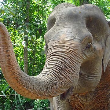Artwork thumbnail, Indian Elephant at a sanctuary in Thailand by cuisinecat2