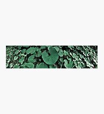 Leaves Photographic Print