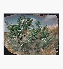 Crabapple Tree Photographic Print