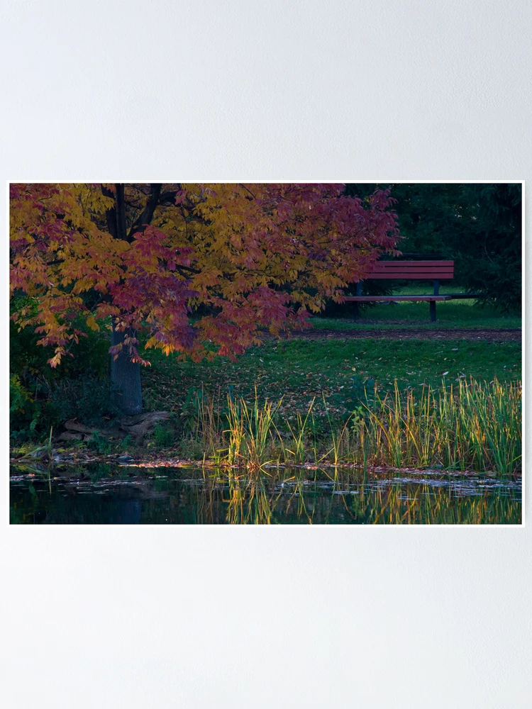 Thumbnail 1 of 3, Poster, Sunlit Reeds designed and sold by Adam Bykowski.