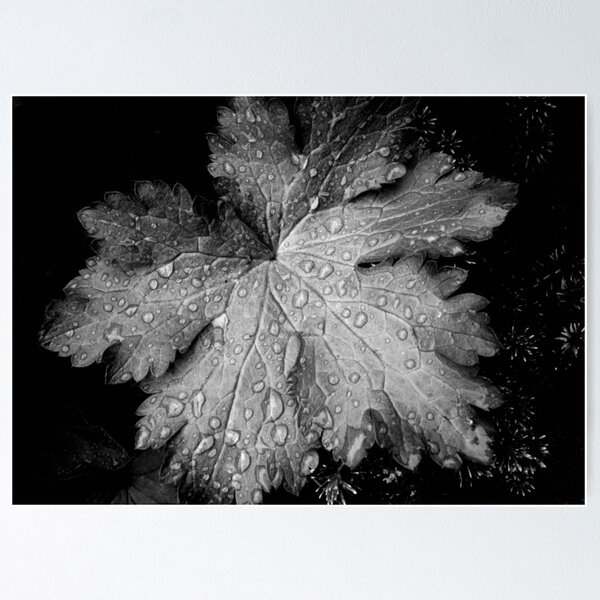 Item preview, Leaf with raindrops, a black and white study designed and sold by Agnes McGuinness.