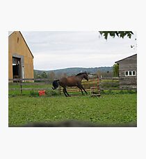 New Jersey Horse Farm Photographic Print