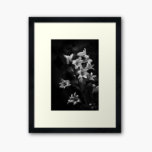 Item preview, Bluebells, mono designed and sold by Agnes McGuinness.
