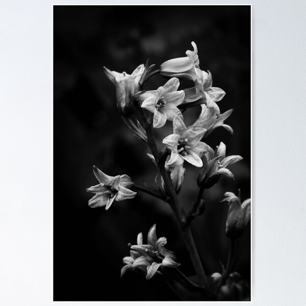Item preview, Bluebells, mono designed and sold by Agnes McGuinness.
