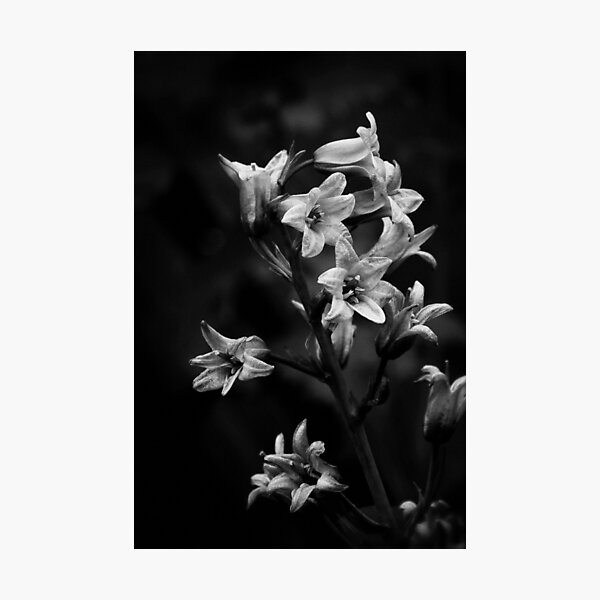 Item preview, Bluebells, mono designed and sold by Agnes McGuinness.