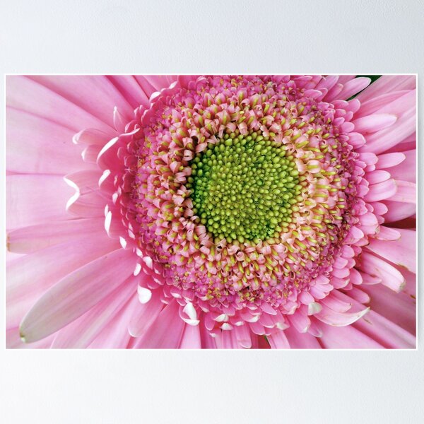 Item preview, Pink Gerbera (macro) designed and sold by Agnes McGuinness.