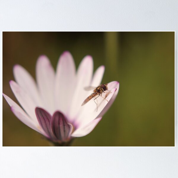 Item preview, A delicate situation designed and sold by Agnes McGuinness.
