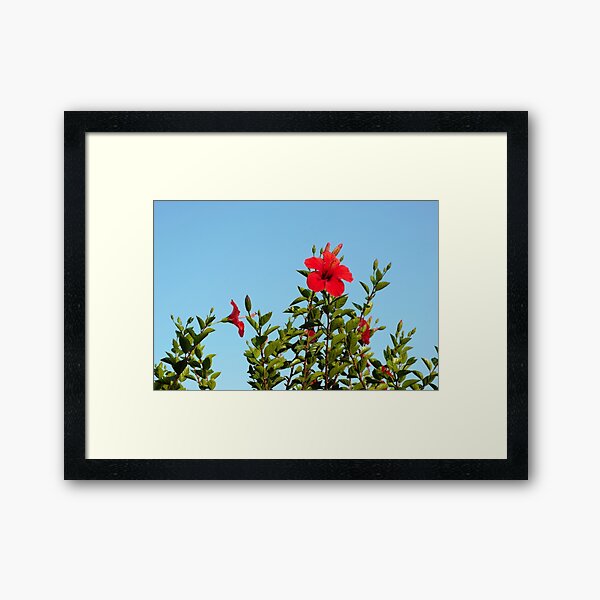Item preview, Red hibiscus designed and sold by Agnes McGuinness.