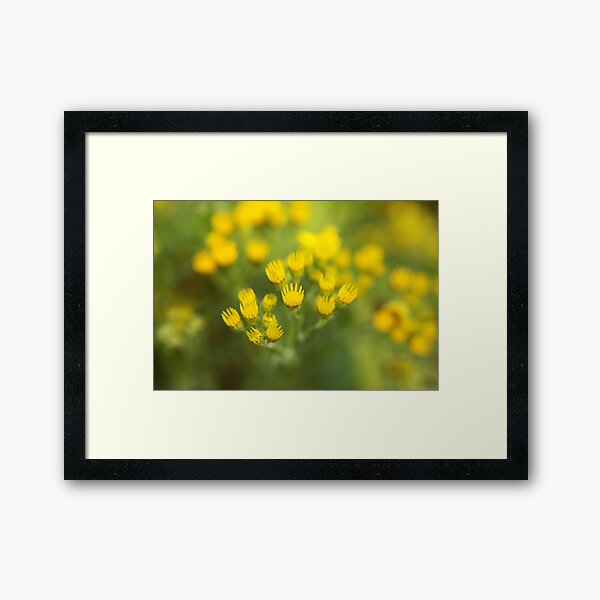 Item preview, Yellow shines designed and sold by Agnes McGuinness.