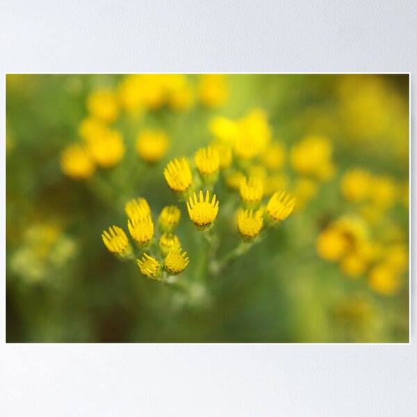 Item preview, Yellow shines designed and sold by Agnes McGuinness.