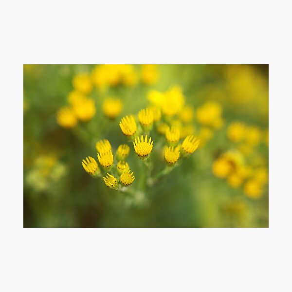 Item preview, Yellow shines designed and sold by Agnes McGuinness.